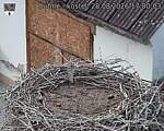 Capi_Dubne_20260828_170003.jpg