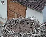 Capi_Dubne_20260828_171003.jpg