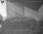 Capi_Dubne_20260828_203002.jpg