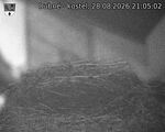 Capi_Dubne_20260828_210502.jpg