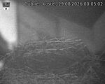 Capi_Dubne_20260829_000502.jpg