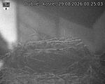 Capi_Dubne_20260829_002503.jpg