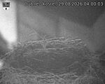 Capi_Dubne_20260829_040003.jpg
