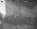 Capi_Dubne_20260829_050002.jpg
