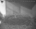 Capi_Dubne_20260829_050502.jpg