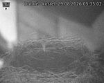 Capi_Dubne_20260829_053502.jpg