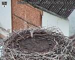 Capi_Dubne_20260829_061502.jpg