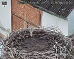 Capi_Dubne_20260829_062003.jpg