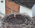 Capi_Dubne_20260829_062503.jpg