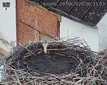Capi_Dubne_20260829_063503.jpg