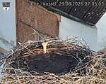 Capi_Dubne_20260829_070503.jpg