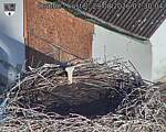 Capi_Dubne_20260829_073004.jpg