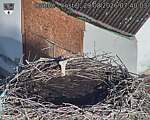 Capi_Dubne_20260829_074003.jpg