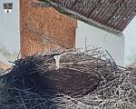 Capi_Dubne_20260829_081504.jpg