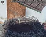 Capi_Dubne_20260829_085004.jpg