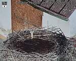 Capi_Dubne_20260829_090003.jpg