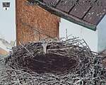 Capi_Dubne_20260829_100003.jpg