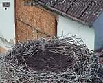 Capi_Dubne_20260829_125004.jpg