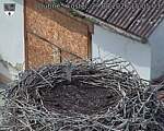 Capi_Dubne_20260829_150503.jpg