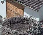Capi_Dubne_20260829_151003.jpg
