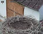Capi_Dubne_20260829_155002.jpg
