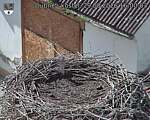 Capi_Dubne_20260829_160003.jpg
