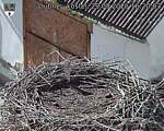 Capi_Dubne_20260829_162003.jpg