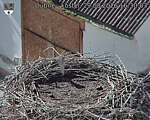 Capi_Dubne_20260829_163003.jpg