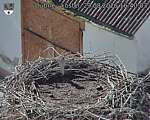 Capi_Dubne_20260829_164003.jpg