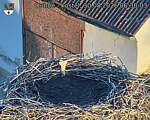 Capi_Dubne_20260830_063003.jpg