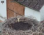 Capi_Dubne_20260830_064502.jpg