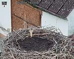 Capi_Dubne_20260830_065003.jpg