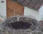Capi_Dubne_20260830_082003.jpg