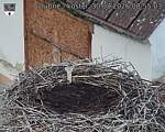 Capi_Dubne_20260830_085503.jpg
