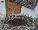 Capi_Dubne_20260830_090505.jpg