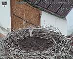 Capi_Dubne_20260830_094503.jpg