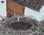 Capi_Dubne_20260830_095005.jpg