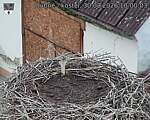 Capi_Dubne_20260830_100003.jpg