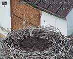 Capi_Dubne_20260830_103503.jpg