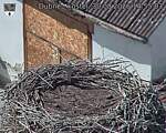 Capi_Dubne_20260830_145503.jpg