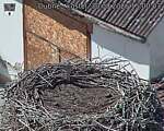 Capi_Dubne_20260830_150003.jpg