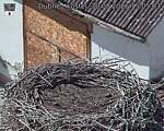 Capi_Dubne_20260830_150503.jpg