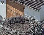 Capi_Dubne_20260830_154002.jpg