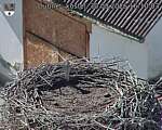 Capi_Dubne_20260830_161003.jpg
