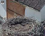 Capi_Dubne_20260830_161503.jpg