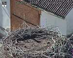 Capi_Dubne_20260830_162503.jpg