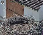 Capi_Dubne_20260830_163003.jpg
