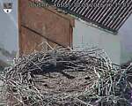 Capi_Dubne_20260830_163503.jpg