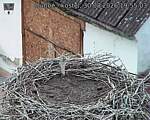 Capi_Dubne_20260830_195503.jpg