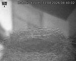 Capi_Dubne_20260831_044002.jpg
